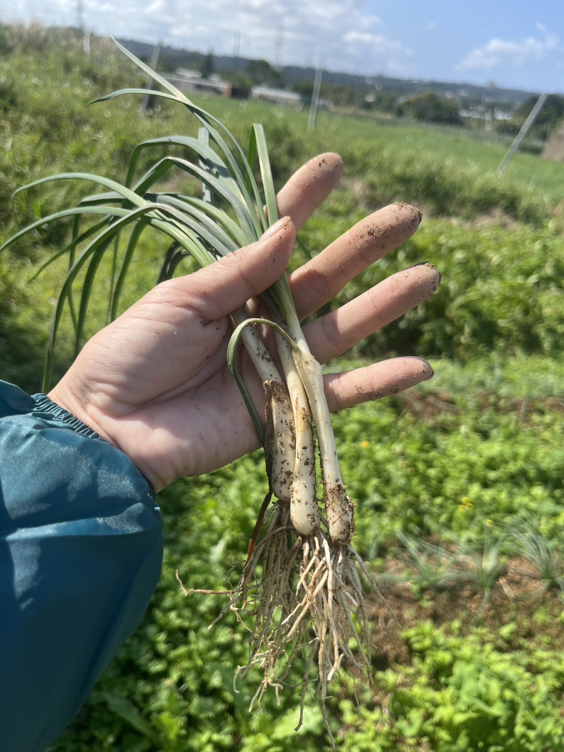 新鮮野菜の販売